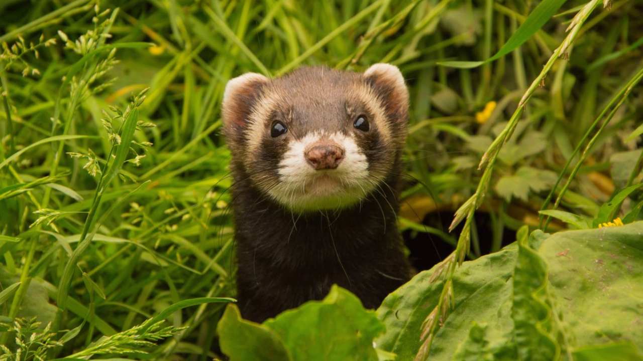 Cases of Coronavirus spreading from humans to pets rise; still no evidence of animal-to-human transmission Cases of Coronavirus spreading from humans to pets rise; still no evidence of animal-to-human transmission