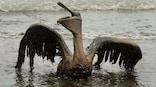 Ten years after Deepwater Horizon explosion and oil spill, marine wildlife struggles to recover