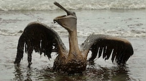 Ten years after Deepwater Horizon explosion and oil spill, marine wildlife struggles to recover