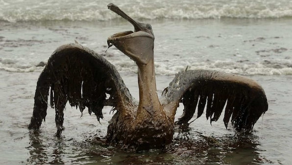 Ten years after Deepwater Horizon explosion and oil spill, marine wildlife struggles to recover