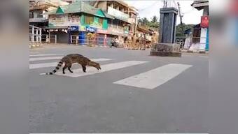As world shuts down over coronavirus, nature reboots; wild animals frequent deserted streets as humans forced to remain indoors