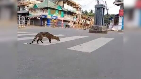 As world shuts down over coronavirus, nature reboots; wild animals frequent deserted streets as humans forced to remain indoors