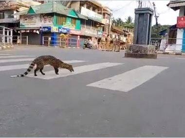 As world shuts down over coronavirus, nature reboots; wild animals frequent deserted streets as humans forced to remain indoors