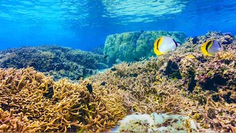 All fun and games: NASA releases video game that can help save the world's coral reefs