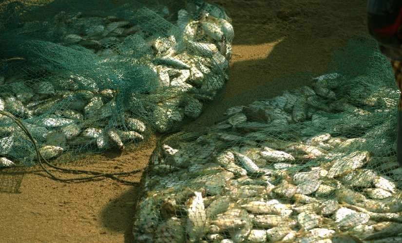 Distress sell being the norm, a good catch doesn’t mean good money. Image/Basudev Mahapatra