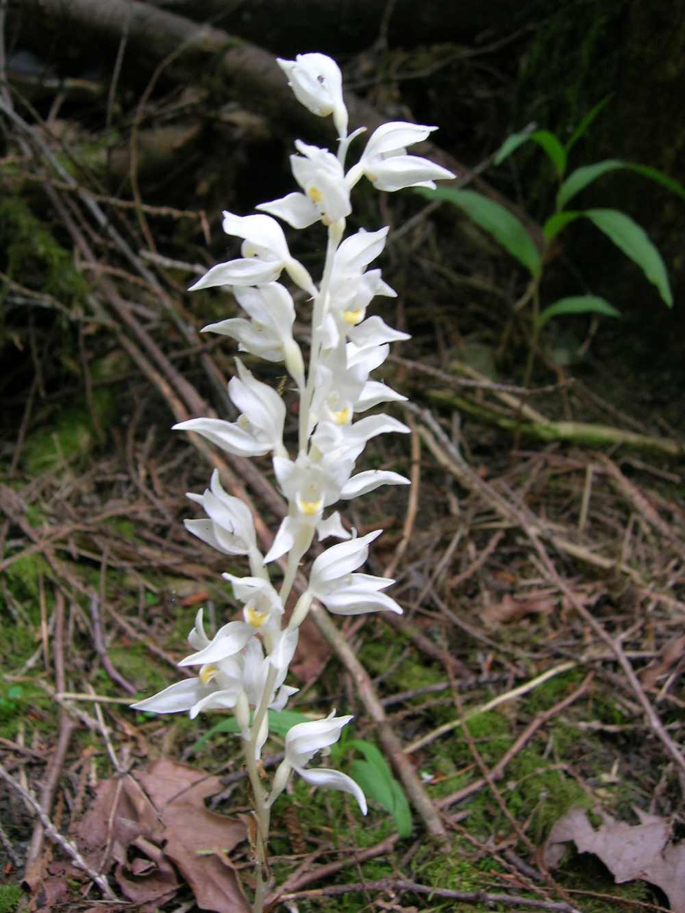 The phantom orchid is endemic to the Pacific Northwest. There are eight known populations in Canada. (Wikimedia/sramey),