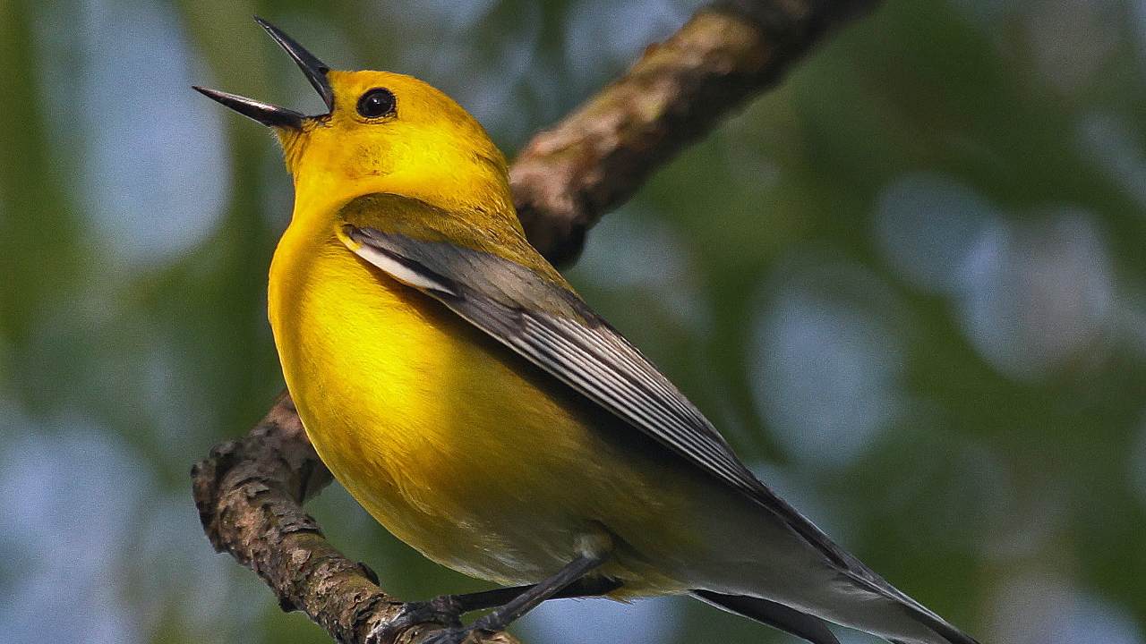 The prothonotary warbler was one of the species that had a highly polluted habitat. (Judy Gallagher/flickr),