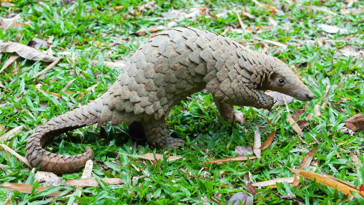 How do viruses mutate and jump species? And why are 'spillovers' becoming more common? How do viruses mutate and jump species? And why are 'spillovers' becoming more common?