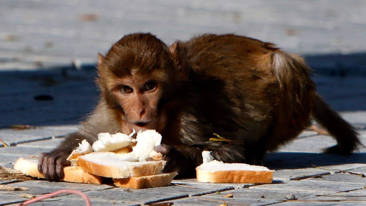 Animals the world over are creeping back into cities deserted due to COVID-19. Image credit: SOHAIL SHAHZAD/EPA