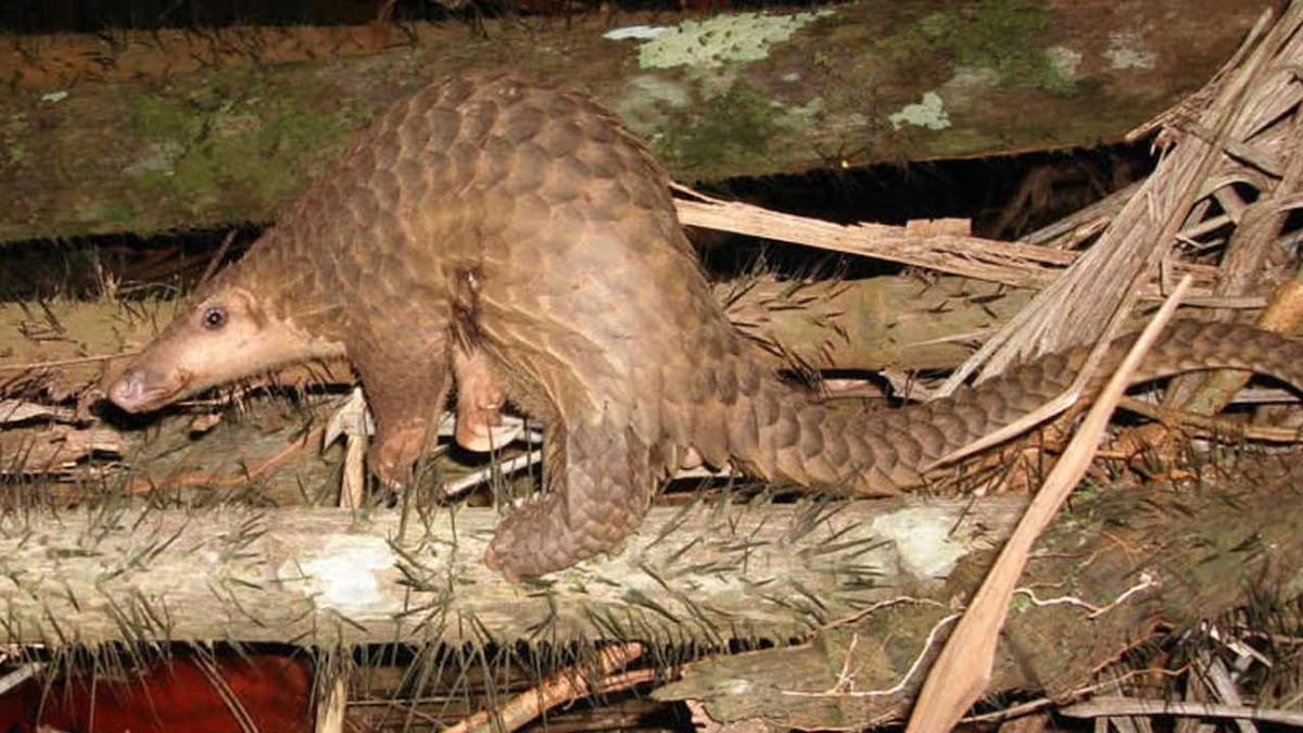 Study shows pangolins might be the missing link that passed the Coronavirus from bats to humans