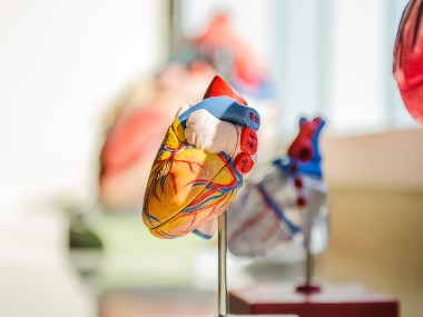 How does COVID-19 affect the heart? How does COVID-19 affect the heart?