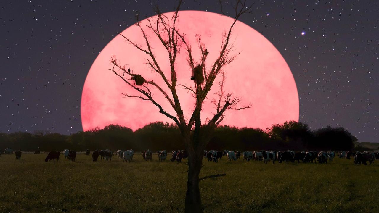 Super Pink Moon What Is A Super Pink Moon Catch The Biggest Brightest Full Moon In India Today 8 05 Am Ist Technology News Firstpost