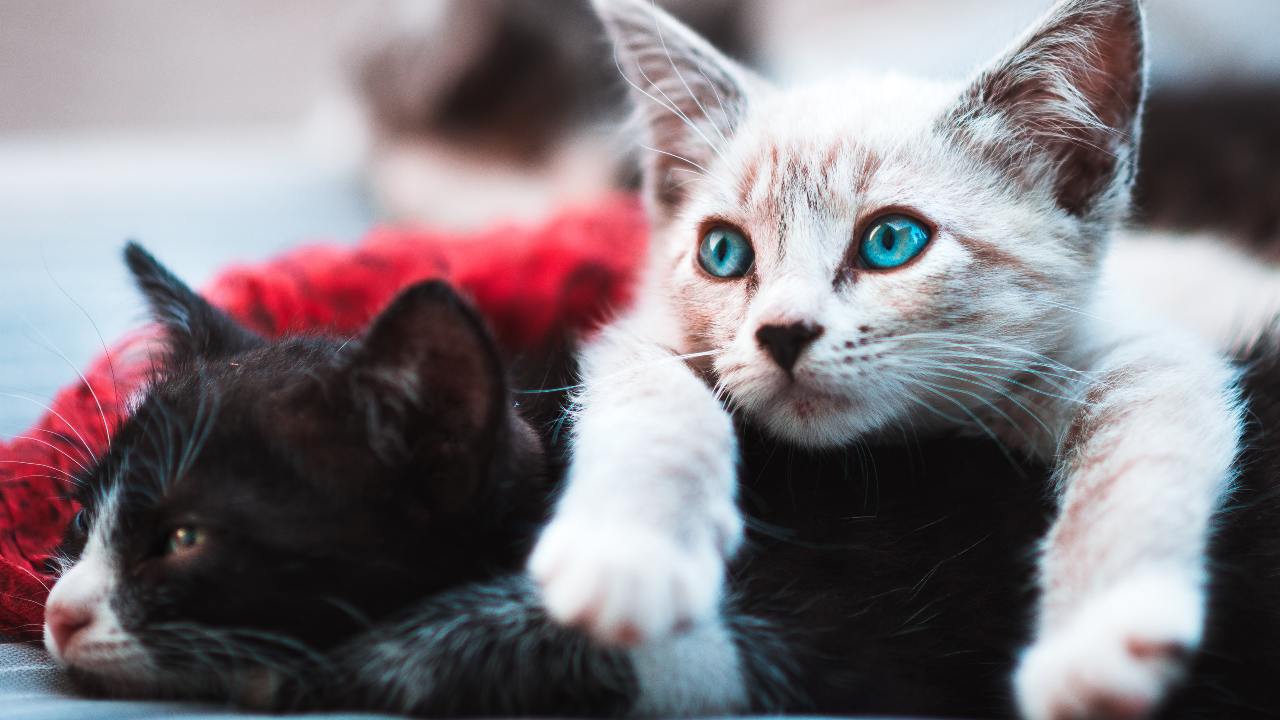Study finds that cats, ferrets can be infected by Coronavirus, WHO to look into transmission between pets and humans Study finds that cats, ferrets can be infected by Coronavirus, WHO to look into transmission between pets and humans