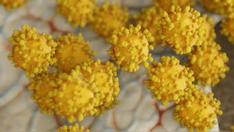 Coronavirus Outbreak: What is antibody therapy, how does it work, who is developing them?