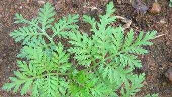 Traditional medicines should be scientifically tested for efficacy, side effects against Coronavirus: WHO