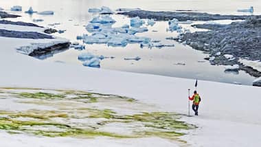 Green blooms: Patches of Antarctica’s snow is turning green with algae due to global warming