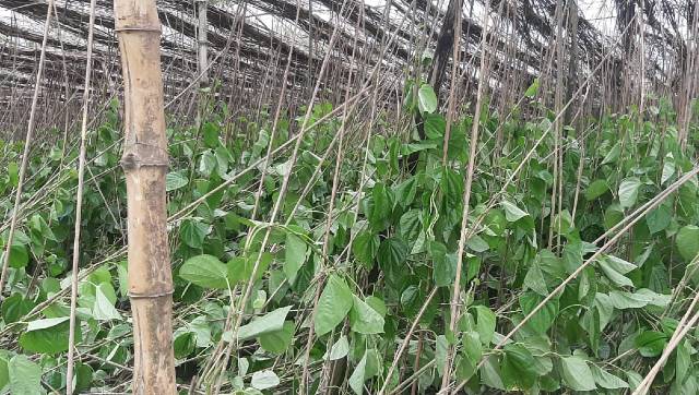 Cyclone Amphan has destroyed his betel plantation of several farmers in Odisha's coastal areas. Image courtesy: Debi Mohanty