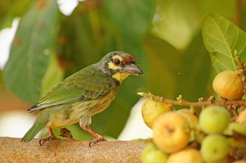 The Coppersmith Barbet is a juvenile bird (that's why the crimson on its head is not fully developed) and was photographed in Hyderabad.