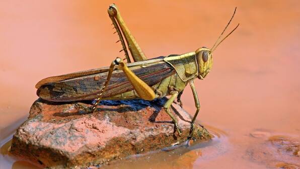 Coronavirus, cyclones and locusts: In 2020, it's getting harder than ever to ignore science and our impact on the environment
