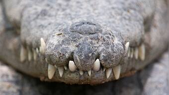 The Zai Whitaker column | Notes on camping with crocodiles, and watching baby muggers hatch