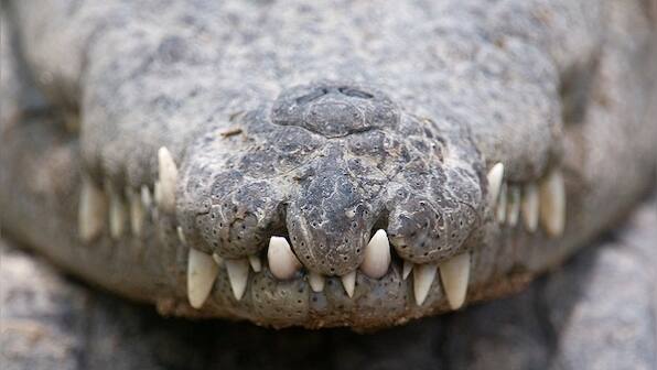 The Zai Whitaker column | Notes on camping with crocodiles, and watching baby muggers hatch