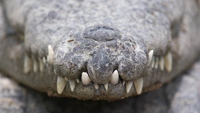 The Zai Whitaker column | Notes on camping with crocodiles, and watching baby muggers hatch The Zai Whitaker column | Notes on camping with crocodiles, and watching baby muggers hatch