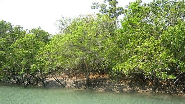 In Sundarbans, cyclones' worst impact not on natural areas and inhabitants, but on non-indigenous and exotic