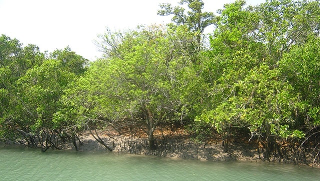 In Sundarbans, cyclones' worst impact not on natural areas and inhabitants, but on non-indigenous and exotic In Sundarbans, cyclones' worst impact not on natural areas and inhabitants, but on non-indigenous and exotic