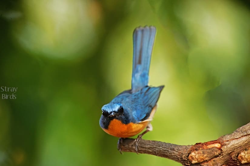 The Tickell's Blue Flycatcher is a male bird that was also photographed in Hyderabad.