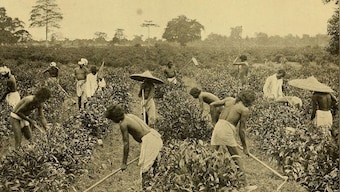 As human rights crisis brews in Assam's tea plantations, businesses must step up to end cycle of deprivation