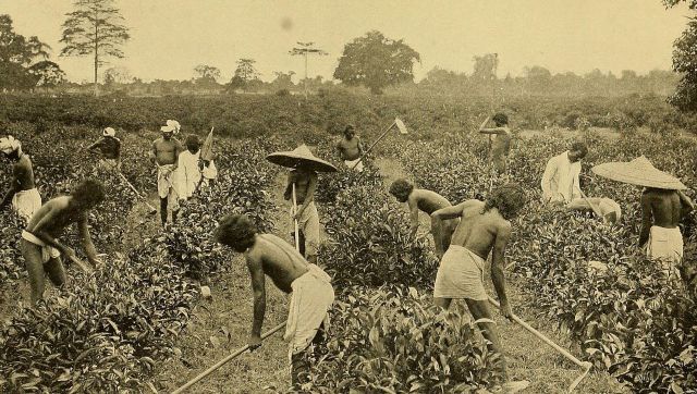 As human rights crisis brews in Assam's tea plantations, businesses must step up to end cycle of deprivation As human rights crisis brews in Assam's tea plantations, businesses must step up to end cycle of deprivation