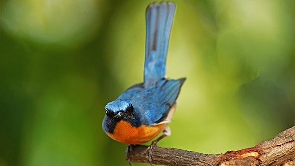 Anand Vishwanadha on his versatile poetry collection Stray Birds, and what birdwatching brings to his life