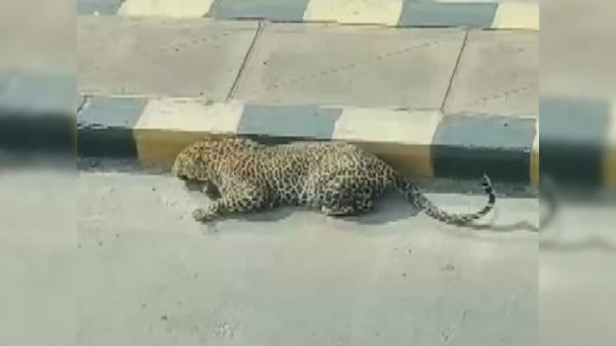 Coronavirus Outbreak: Leopard found relaxing on road in Hyderabad's Mailardevpally area sparks panic among locals