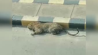 Coronavirus Outbreak: Leopard found relaxing on road in Hyderabad's Mailardevpally area sparks panic among locals