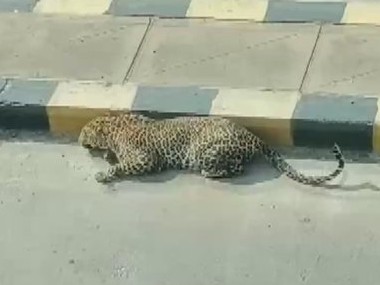 Coronavirus Outbreak: Leopard found relaxing on road in Hyderabad's Mailardevpally area sparks panic among locals Coronavirus Outbreak: Leopard found relaxing on road in Hyderabad's Mailardevpally area sparks panic among locals