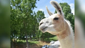 Are llama antibodies going to be the key to finding a COVID-19 treatment?