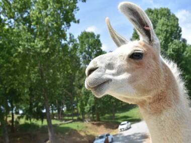 Are llama antibodies going to be the key to finding a COVID-19 treatment?