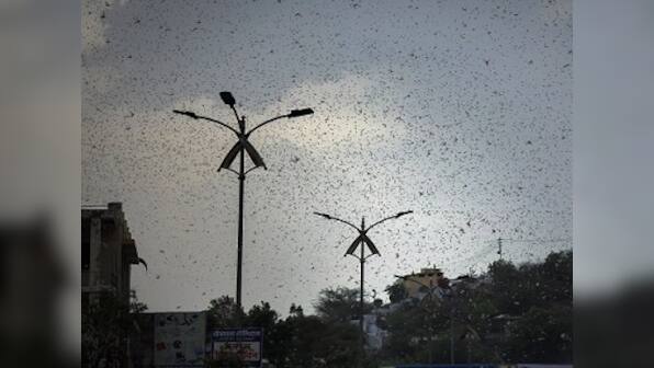 After Rajasthan and MP, locusts reach Uttar Pradesh's Jhansi, damage crops in Maharashtra's Nagpur; Punjab issues alert