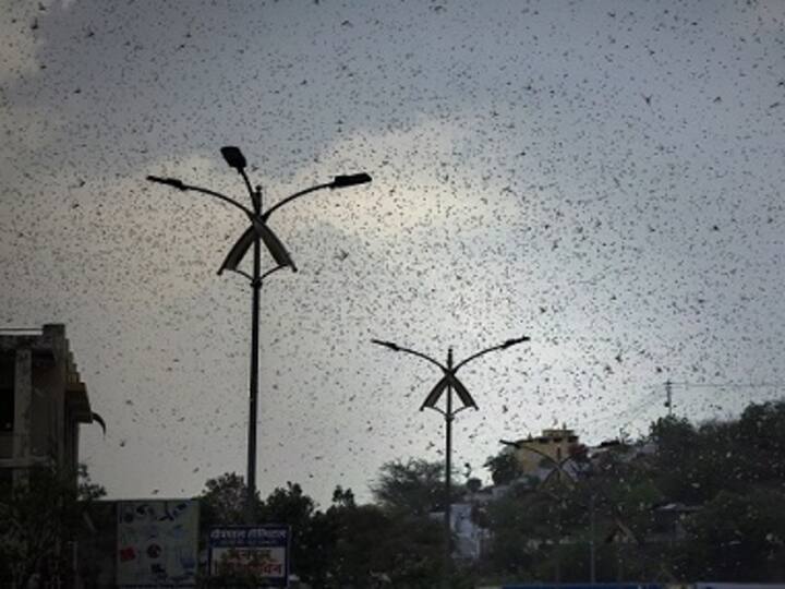 After Rajasthan and MP, locusts reach Uttar Pradesh's Jhansi, damage crops in Maharashtra's Nagpur; Punjab issues alert