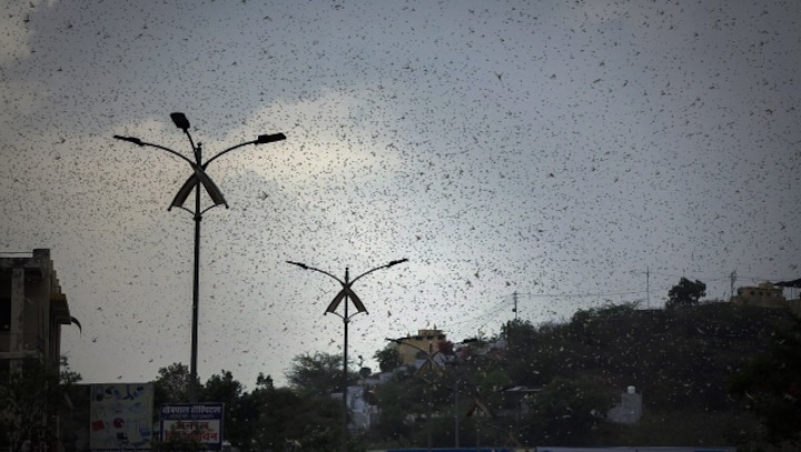Uttar Pradesh directs 15 districts to remain vigilant after locust attacks in Jhansi, Sonbhadra, Jalaun, Lalitpur