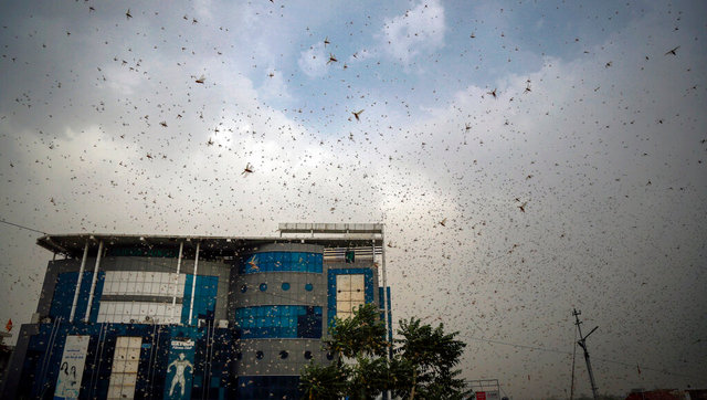 High alert issued in border districts of Jharkhand amid sightings of locust swarms in Rajasthan, Punjab, Madhya Pradesh High alert issued in border districts of Jharkhand amid sightings of locust swarms in Rajasthan, Punjab, Madhya Pradesh