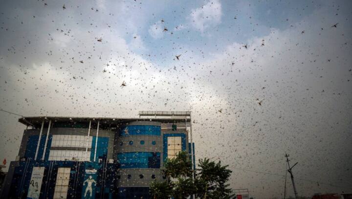 High alert issued in border districts of Jharkhand amid sightings of locust swarms in Rajasthan, Punjab, Madhya Pradesh