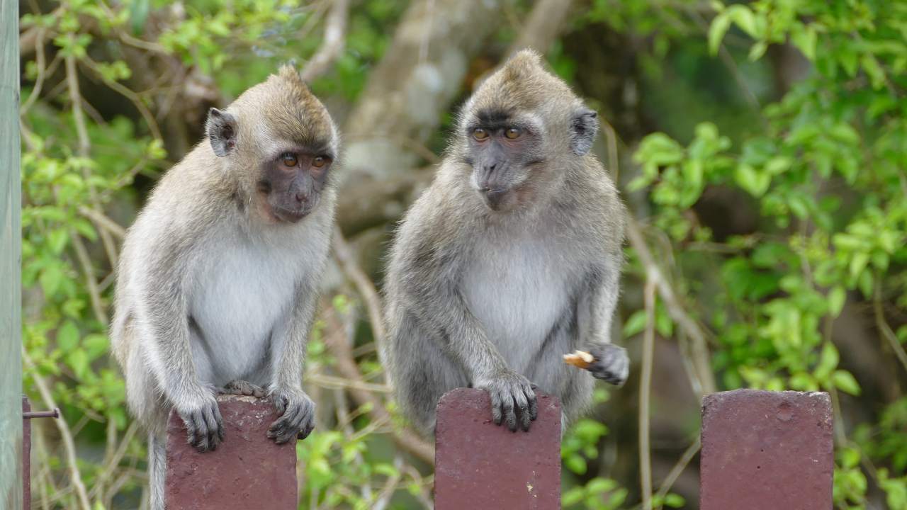 Studying monkey groups can help us understand the importance of maintaining social distance during COVID-19.