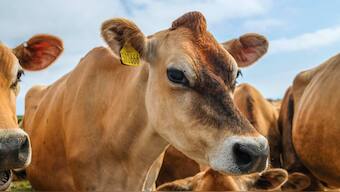 Antibiotic-resistant pathogens are infecting humans, cattle due to intensive farming techniques
