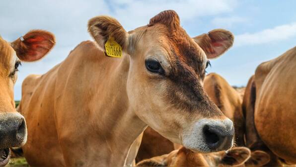 Antibiotic-resistant pathogens are infecting humans, cattle due to intensive farming techniques
