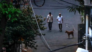 In caring for stray animals during a pandemic, thoughts on the transformative relationships between humans and dogs