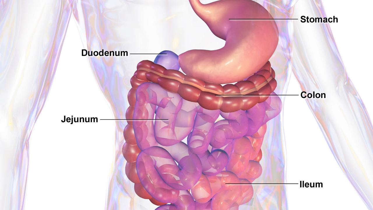 The Gastrointestinal System of a human body. Image credit: Wikipedia
