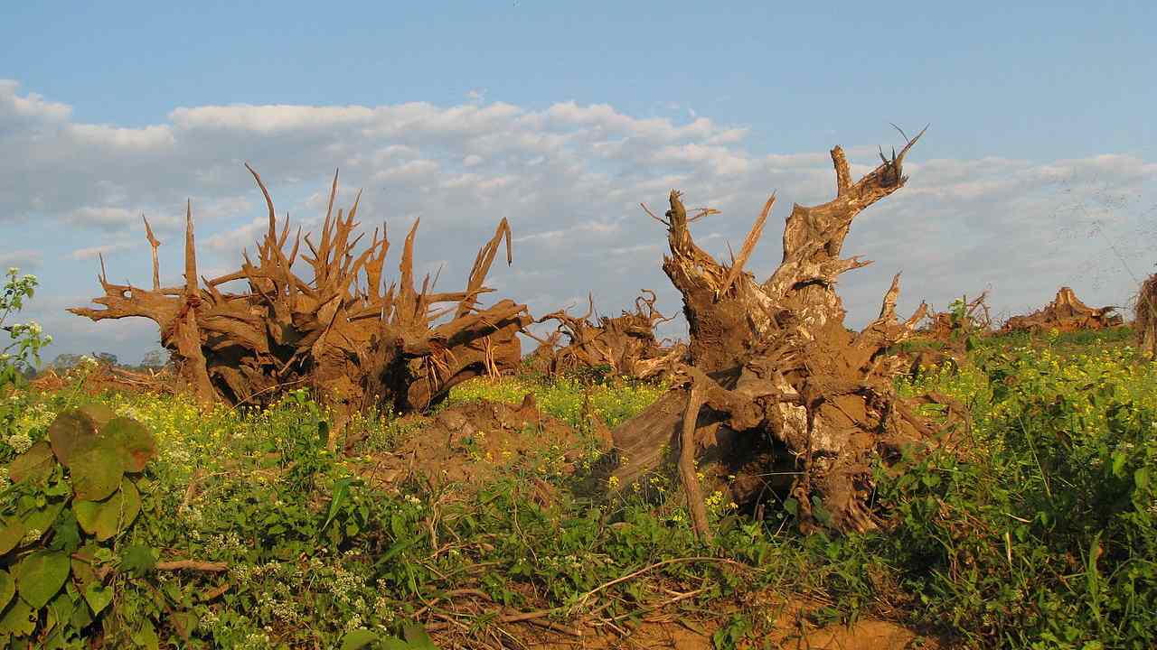 World Environment Day 2020: From Save Western Ghats March to Narmada Bachao Andolan, these movements are aimed at creating awareness for nature conservation World Environment Day 2020: From Save Western Ghats March to Narmada Bachao Andolan, these movements are aimed at creating awareness for nature conservation