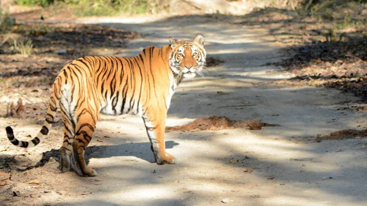 Royal Bengal tiger in Corbett National Park. Photo by Udayan Dasgupta/Mongabay.