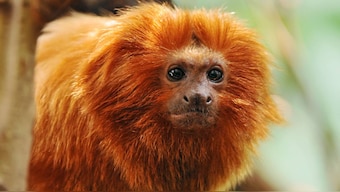 Coronavirus is hampering critical work to protect threatened species and habitats worldwide